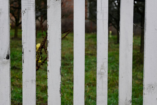 White wooden fence with gaps between the boards.