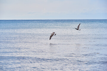 Two seagulls flying over the sea