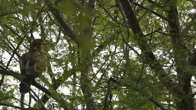 full shot of Oriental Honey Buzzard or Pernis Ptilorhyncus on tree in green background at Ranthambore national park or Tiger Reserve Rajasthan India