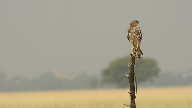 Full shot of Common kestrel or european kestrel or Falco tinnunculus leaving perch at tal chhapar blackbuck sanctuary churu rajasthan india