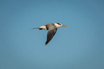 Fototapeta premium seagull in flight