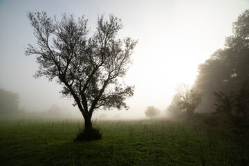 Obraz na płótnie Canvas Mysterious tree in the field with fog.