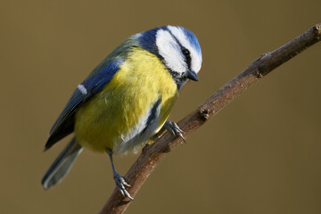 Close up of a Blue tit bird Cyanistes caeruleus sitting on a branch