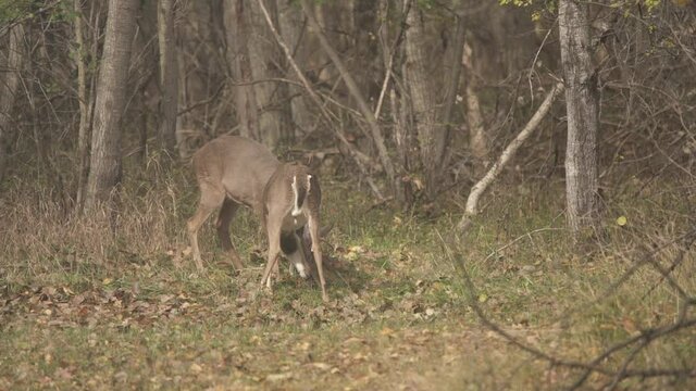 Two deer in the woods