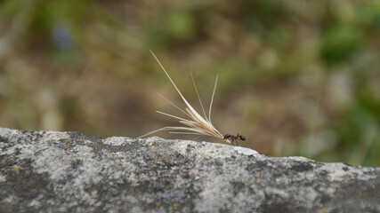 ant carrying an overlarge grain