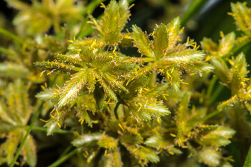 Flowers of Umbrella Sedge or Umbrella Gras (Cyperus alternifolius)