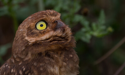 close up of an owl