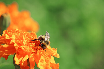 bumblebee collects flower nectar	