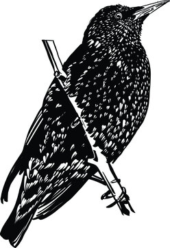 recommend clip art: starling bird on a branch