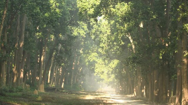 establishing shot or view with canopy of tall and long sal trees adjacent dhikala main road at jim corbett national park or tiger reserve uttarakand india