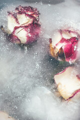 Frozen Rose Flowers in Ice Cubes in dark settings, floral ice