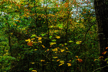 Unnamed lake in Delaware photographed in October, Fall Color