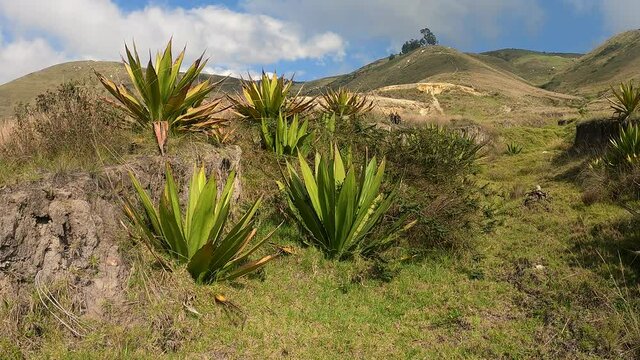 Nature landscape in the mountains on a sunny day in 4K