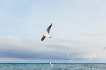 Flock of seagulls on sea embankment. Flying birds upon sea. Yalta, Crimea.