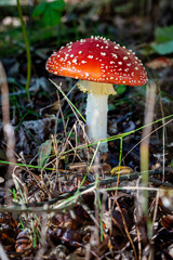Nationaal Park De Loonse en Drunense Duinen, beautifull fly agaric, red hood and white spot. 
