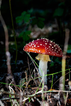Nationaal Park De Loonse en Drunense Duinen, beautifull fly agaric, red hood and white spot. 