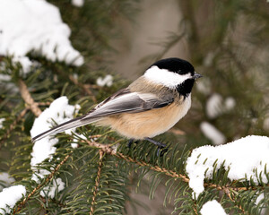 Chickadee Stock Photos. Close-up profile view on a fir tree branch with snow and blur background in its environment and habitat, displaying grey feather plumage wings and tail, black cap head.