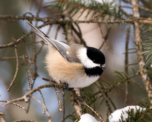 Chickadee Stock Photos. Close-up profile view on a fir tree branch with snow and blur background in its environment and habitat, displaying grey feather plumage wings and tail, black cap head.