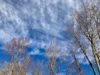 Obraz na płótnie Canvas blue sky and trees in winter