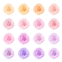 Beautiful isolated  flowers of roses on the white background. Set of different colors  floral element