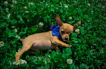 dog, summer, grass, chihuahua, pet, care, puppy