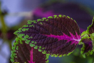 painted nettle leaf background, 
purple velvet petal flower. Selective focus