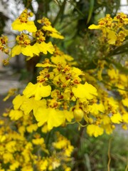 Obraz premium Orquídea Chuva de ouro yellow flowers in the garden