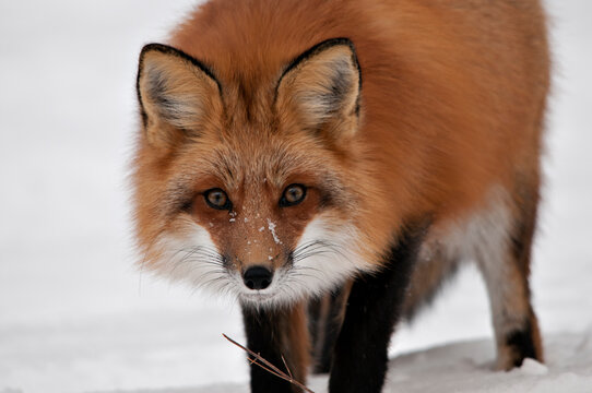 Red Fox stock photos. Red fox head shot close-up profile front view looking at camera in the winter season in its environment and habitat with snow background. Fox Image. Picture. Portrait