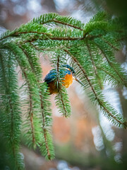kingfisher on the branch of a pine tree