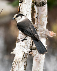 Gray Jay bird photo stock.  Close-up profile view on a birch tree trunk with a blur background in its environment and habitat, displaying grey feather plumage wings and tail. Image. Picture. Portrait.