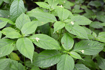 Impatiens parviflora grows in the wild in the forest