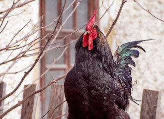Rooster on a natural background.