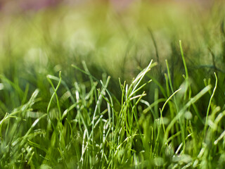 Green fresh grass spring background.