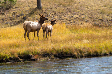 Female elks (cow) grazes in the grassy marsh of the Madison River in Yellowstone National Park