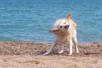 White golden labrador retriever dog on the beach