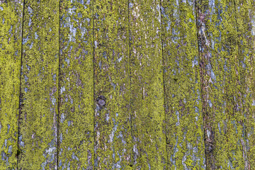 Old roof made of wooden tiles.Old wooden shed with moss covered roof.