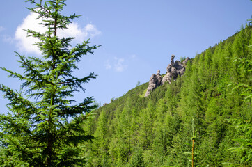 trees in the mountains