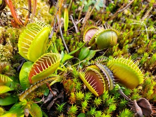 Close Up Venus Fly Trap © Nikki