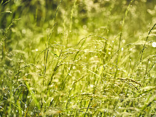 Drops of dew on the grass in defocus
