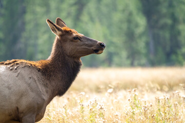 Profile of a female cow elk in a meadow in Yellowstone National Park