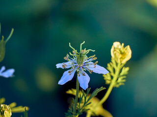 Blooming Nigella sativa in the garden.
