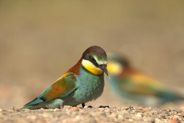 yellow, blue and orange European bee-eater perched on the ground looking down