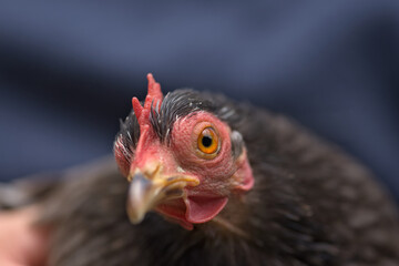 4 - Grey pekin bantam chicken looks at camera, close up of orange eye