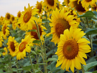 Fototapeta na wymiar Sunflowers blooming in the field