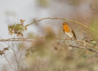 european robin bird singing in a tree
