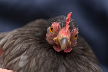 2 - Pekin bantam chicken glancing at camera. Close up of chicken head