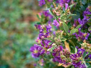 Naklejka premium Flowers of alfalfa in the field. Medicago sativa.