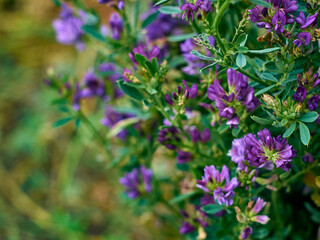 Flowers of alfalfa in the field. Medicago sativa.