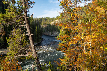 Fototapeta na wymiar Fall leaves on trees at the Brink of the Lower Falls of the Yellowstone River. Trees in focus