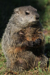 Wild Groundhog (Woodchuk) standing on grass and eating, Wheeling, West Virginia